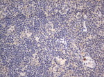 DDOST Antibody in Immunohistochemistry (Paraffin) (IHC (P))