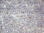 DDOST Antibody in Immunohistochemistry (Paraffin) (IHC (P))