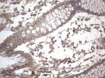 DDOST Antibody in Immunohistochemistry (Paraffin) (IHC (P))