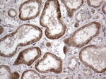 DDOST Antibody in Immunohistochemistry (Paraffin) (IHC (P))