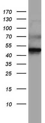 DDOST Antibody in Western Blot (WB)