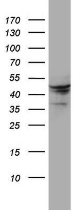 DDOST Antibody in Western Blot (WB)