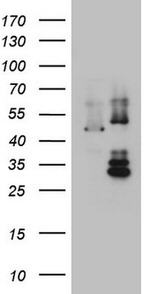 DDOST Antibody in Western Blot (WB)