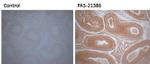 DDT Antibody in Immunohistochemistry (IHC)