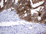 DDT Antibody in Immunohistochemistry (Paraffin) (IHC (P))