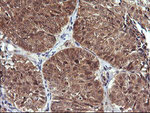 DDT Antibody in Immunohistochemistry (Paraffin) (IHC (P))
