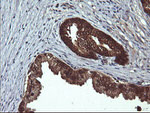DDT Antibody in Immunohistochemistry (Paraffin) (IHC (P))