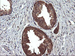 DDT Antibody in Immunohistochemistry (Paraffin) (IHC (P))