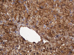 DDT Antibody in Immunohistochemistry (Paraffin) (IHC (P))