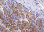 DDT Antibody in Immunohistochemistry (Paraffin) (IHC (P))