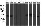 DDX39B Antibody in Western Blot (WB)