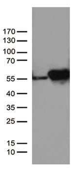 DDX39B Antibody in Western Blot (WB)