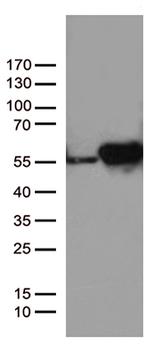 DDX39B Antibody in Western Blot (WB)