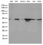 DDX39B Antibody in Western Blot (WB)
