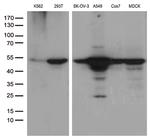 DDX39B Antibody in Western Blot (WB)