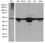 DDX39B Antibody in Western Blot (WB)
