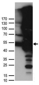 DDX39B Antibody in Western Blot (WB)