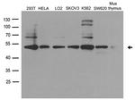 DDX39B Antibody in Western Blot (WB)