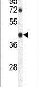 DDX39 Antibody in Western Blot (WB)
