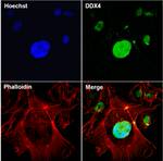 DDX4 Monoclonal Antibody (2F9H5)