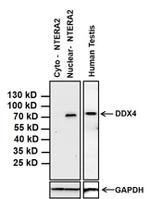 DDX4 Antibody in Western Blot (WB)