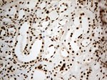 DDX50 Antibody in Immunohistochemistry (Paraffin) (IHC (P))