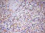 DDX56 Antibody in Immunohistochemistry (Paraffin) (IHC (P))