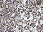DDX59 Antibody in Immunohistochemistry (Paraffin) (IHC (P))