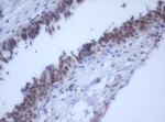 DDX59 Antibody in Immunohistochemistry (Paraffin) (IHC (P))