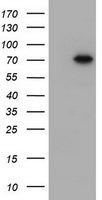 DDX59 Antibody in Western Blot (WB)