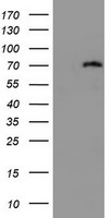 DDX59 Antibody in Western Blot (WB)