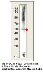 DDX6 Polyclonal Antibody