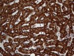 DECR1 Antibody in Immunohistochemistry (Paraffin) (IHC (P))