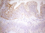 DECR1 Antibody in Immunohistochemistry (Paraffin) (IHC (P))