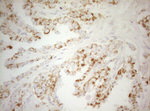 DECR1 Antibody in Immunohistochemistry (Paraffin) (IHC (P))