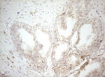 DECR1 Antibody in Immunohistochemistry (Paraffin) (IHC (P))