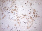 DECR1 Antibody in Immunohistochemistry (Paraffin) (IHC (P))