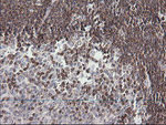 DEF6 Antibody in Immunohistochemistry (Paraffin) (IHC (P))