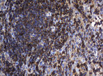 DEF6 Antibody in Immunohistochemistry (Paraffin) (IHC (P))