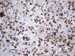 DEF6 Antibody in Immunohistochemistry (Paraffin) (IHC (P))