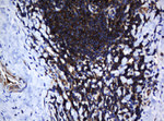 DEF6 Antibody in Immunohistochemistry (Paraffin) (IHC (P))
