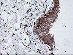 DEF6 Antibody in Immunohistochemistry (Paraffin) (IHC (P))