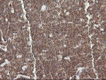 DEF6 Antibody in Immunohistochemistry (Paraffin) (IHC (P))