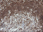 DEF6 Antibody in Immunohistochemistry (Paraffin) (IHC (P))