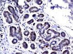 DEF6 Antibody in Immunohistochemistry (Paraffin) (IHC (P))