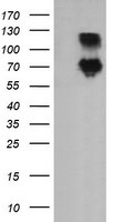 DEF6 Antibody in Western Blot (WB)