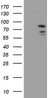 DEF6 Antibody in Western Blot (WB)