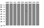 DEF6 Antibody in Western Blot (WB)