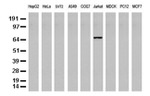 DEF6 Antibody in Western Blot (WB)