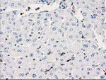 DEF8 Antibody in Immunohistochemistry (Paraffin) (IHC (P))